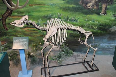 Cenozoic Mammal Skeleton Gansu Provincial Museum Lanzhou Flickr