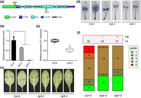 Arabidopsis Thaliana T Dna Insertion Rtp Mutants Showed Enhanced