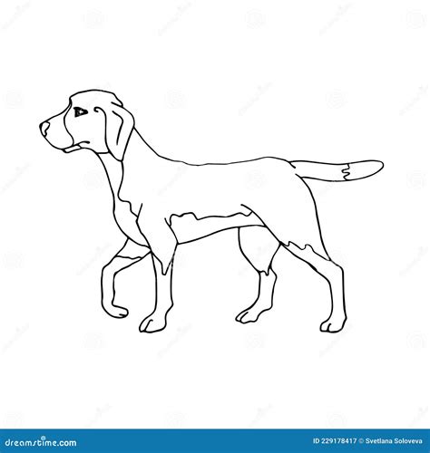 Vector Hand Drawn Doodle Sketch Beagle Dog Stock Illustration