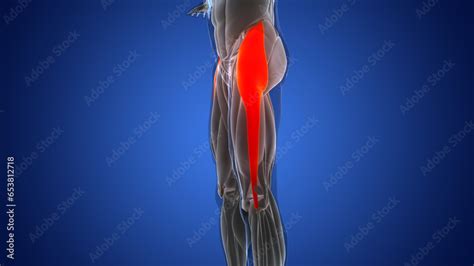 Human Muscular System Leg Muscles Tensor Fasciae Latae Muscles Anatomy Stock Illustration