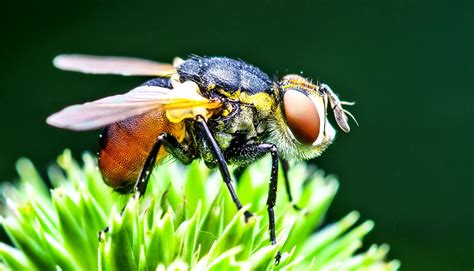 'Navigational goals' help fruit flies move in a straight line - Futurity