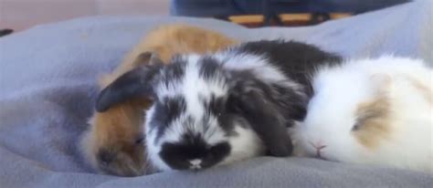 Male vs. Female Rabbits {23 Things You Need to Know} - Pocket Pet Central