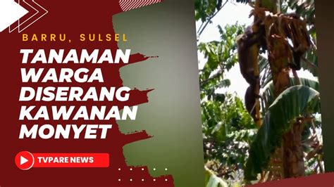 Kawanan Monyet Liar Serbu Pemukiman Youtube