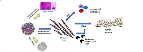 Five Lines Of Evidence Supporting A Key Role For Stroma Derived Igf