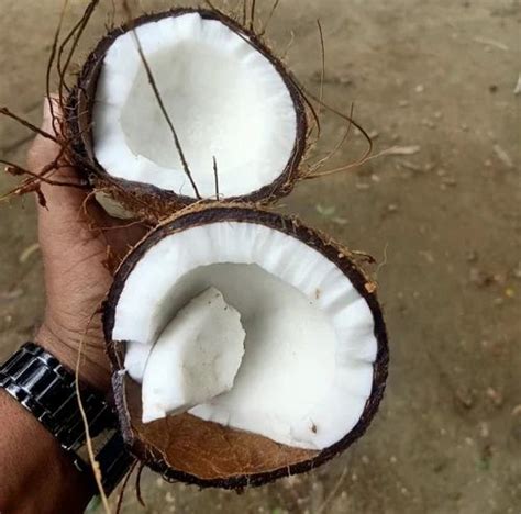 B Grade Semi Husked Coconut Coconut Size Medium At Rs Kg In Bengaluru