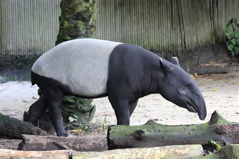 Singapore Zoo - Ticket Price, Entrance Fee, Opening Hours & Map