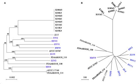 The Phylogenomic Tree Generated Based On Concatenated Alignments Of