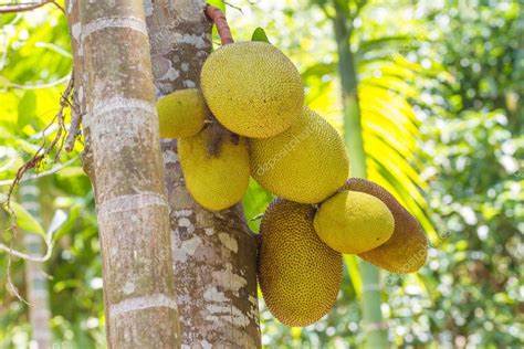 Breadfruit Tree In The Jungle The Fruit In The Garden Stock Photo