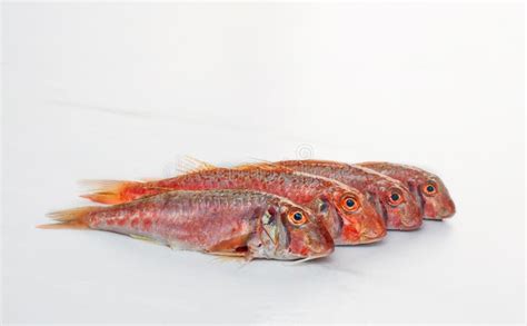 Red Mullet Fish Isolated On White Background Stock Image Image Of