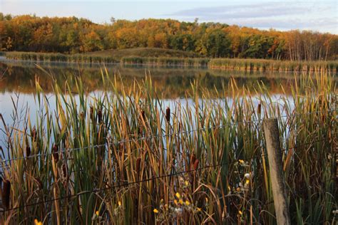 Lake With Cattails In Autumn Free Stock Photo Public Domain Pictures