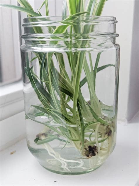 How To Propagate Spider Plants Easily In Water Including Babies