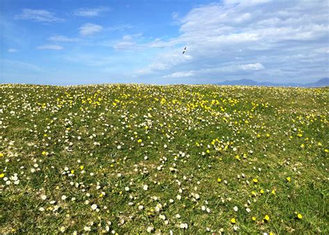 Buttercups And Daisies Smithsonian Photo Contest Smithsonian Magazine