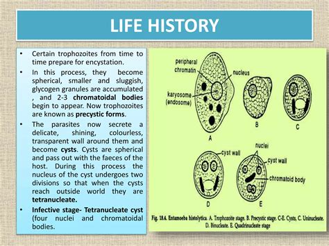 Applied zoology- Entamoeba | PPT