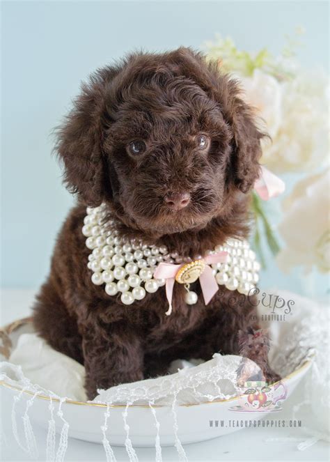 Chocolate Poodle Puppy 206 For Sale | Teacup Puppies & Boutique