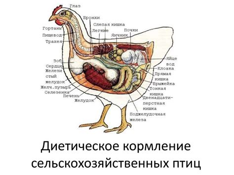 Диетическое кормление сельскохозяйственных птиц - презентация онлайн