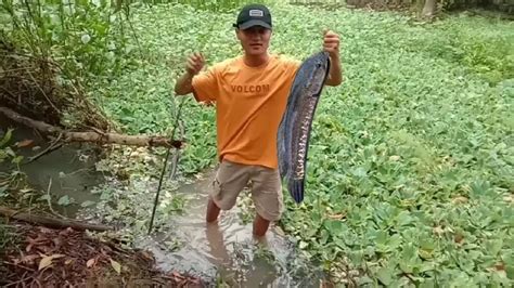 1 Hari Cari Ikan Di Rawa Gak Di Sangka Dapat Ikan Gabus Besar Dan