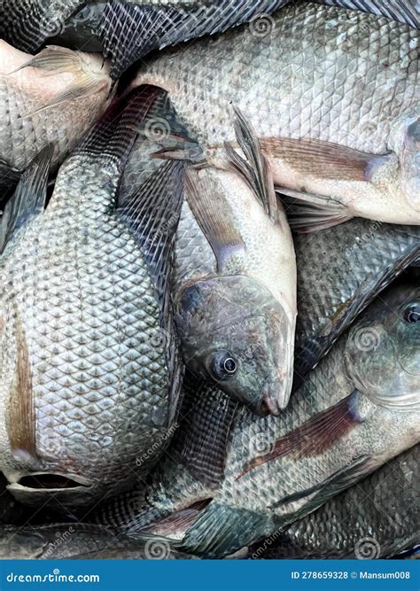 Fresh Tilapia Fish on the Market Stock Photo - Image of fishes, cold: 278659328