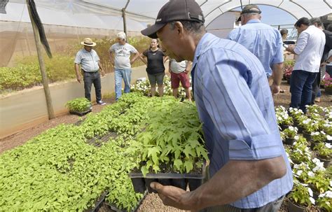 ENTREGA DE MUDAS DE MAMÃO PARA PEQUENOS PRODUTORES RURAIS 2024 Flickr