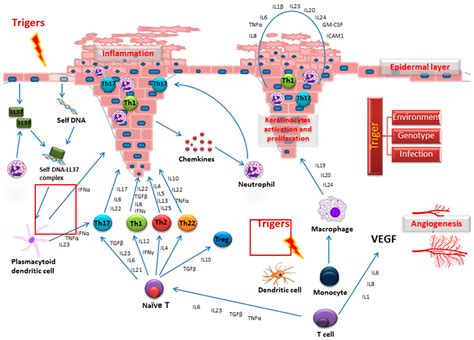 IJMS Free Full Text Models In The Research Process Of Psoriasis