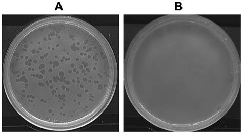 Bacterial Lysis Plaque Occurrence A A Non Virulent E Coli Strain B