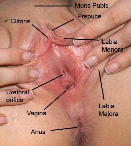 SECRET OF WOMAN ANATOMY STRUCTURE VAGINA PICTURES OF VAGINA