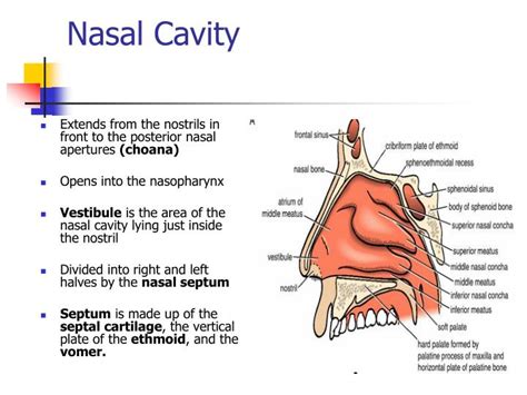 Ppt The Nasal Cavity Powerpoint Presentation Id 5535921