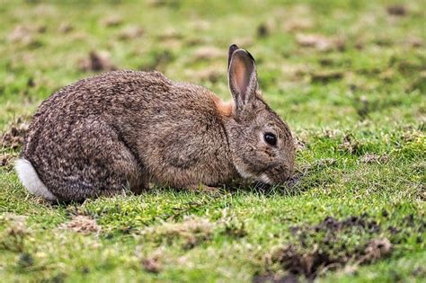 New England Cottontail Facts Lifespan Behavior And Care Guide Pet