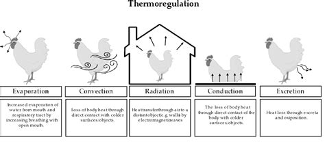 Figure From The Naked Neck Gene In The Domestic Chicken A Genetic