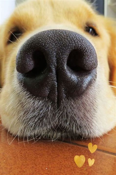 boop  snoot alert golden retriever sniffing dog nose close