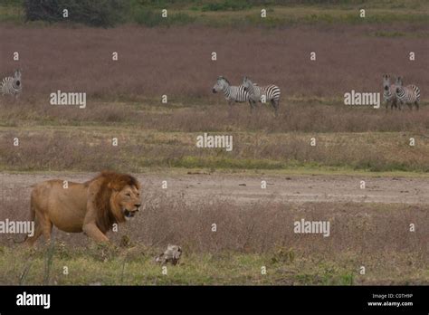 Lion Hunt Zebra Fotos Und Bildmaterial In Hoher Auflösung Alamy