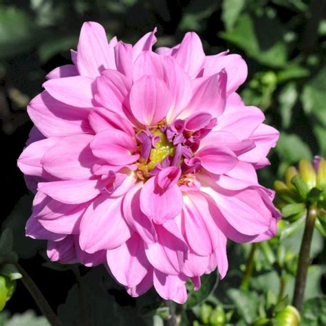 Dahlia Maxi Cozumel Sommerblomster Plantetorvetdk