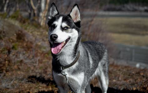 Happy Siberian Husky Free Stock Photo Public Domain Pictures