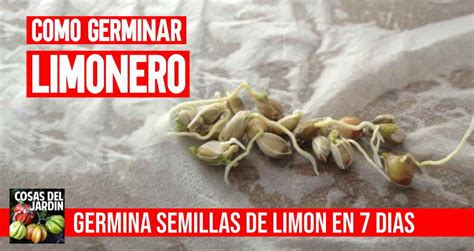 C Mo Germinar Semillas De Lim N En S Lo D As Cu Nto Tarda En Dar