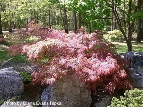 Buy Acer Palmatum Pink Lace Weeping Japanese Maple Mr Maple │ Buy Japanese Maple Trees