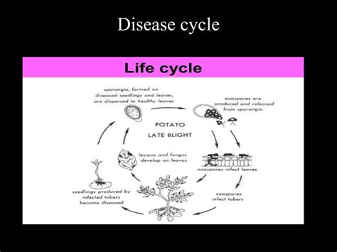 LATE BLIGHT OF POTATO | PPTX