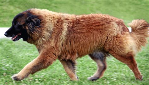 Estrela Mountain Dog – Clube Português de Canicultura