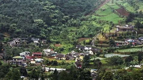 Mengapa Kawasan Puncak Bogor Selalu Ramai Wisatawan Ini Jawaban Dan