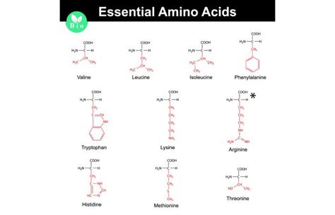 9 Amino Acids For Hair Growth Food Sources Benefits