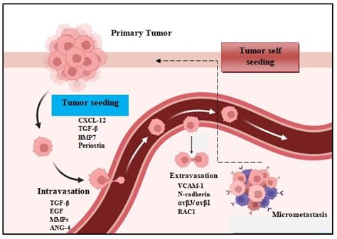 Cancers Free Full Text Molecular And Immune Phenotypic