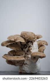 Fruiting Shiitake Mushroom Sawdust Block Stock Photo