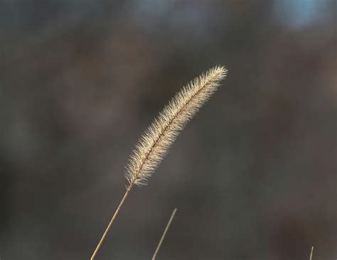 Cutting Back Fountain Grass: Tips for Healthy Summer Growth