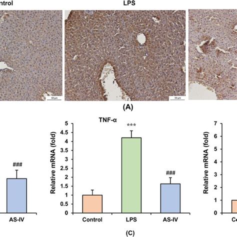 AS IV Suppresses Inflammation In Sepsis Induced Liver Injury A