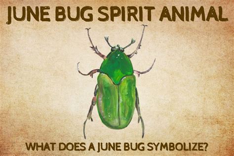 June Bug Spirit Animal: What Does a June Bug Symbolize?