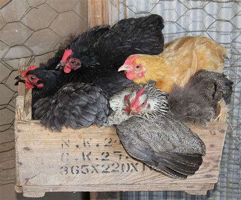 4 Hens 1 Nest Sweet Southern Blue Chickens Egg Laying Chickens Hens