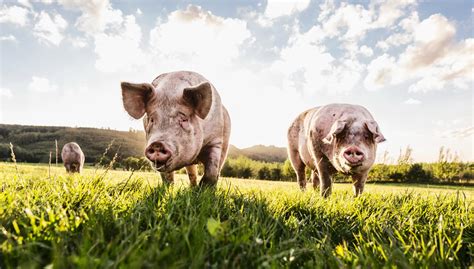 Wetenschappers Laten Half Menselijke Nieren In Varkens Groeien KIJK