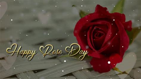 Happy Rose Day Rose Day Status 7 February Whatsapp Status