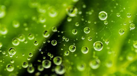 Raindrop Freshness Nature Rain Dew Green Color 4k Macro Water