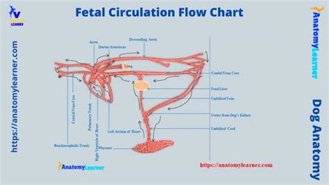 Fetal Circulation Diagram Labeled