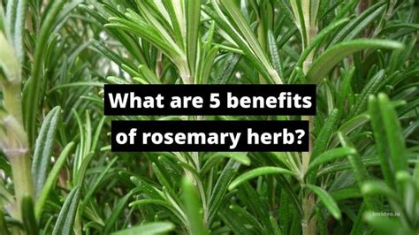 What Are 5 Benefits Of Rosemary Herb