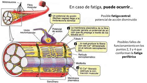 Fatiga Muscular Qu Es Y C Mo Influye En El Gym